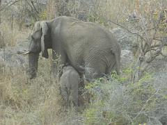 Suedafrika (265)